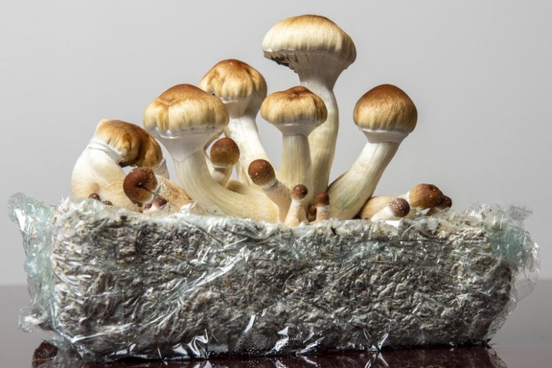 Beyond Therapy: Mengapa Klinik Psilocybin Menjadi Tren Pengobatan Depresi Paling Dicari di 2026?