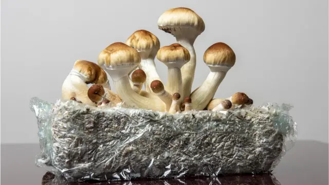 Psilocybin & Kreativitas: Mengapa Lembaga Riset Dunia Kini Melirik Microdosing untuk Performa Kognitif di 2026