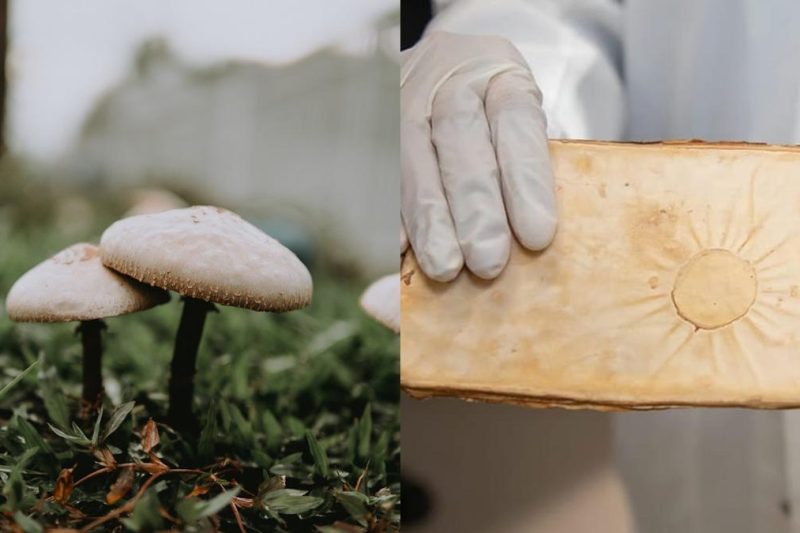 Rumah Bernapas dari Jamur: Mengapa Material 'Miselium' Jadi Tren Properti Ramah Lingkungan Paling Gila di April 2026