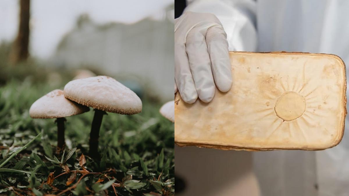 Rumah Bernapas dari Jamur: Mengapa Material 'Miselium' Jadi Tren Properti Ramah Lingkungan Paling Gila di April 2026