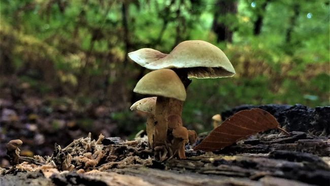 Psilocybin Legal di Australia untuk Terapi Depresi? April 2026 Klinik Sydney Kebanjiran Pasien, Indonesia Masih Kriminal