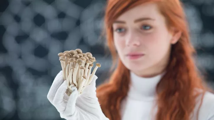 Aku Coba Microdosing Magic Mushrooms Selama 30 Hari Saat Deadline Kantor Numunuk: Yang Berubah Bukan Halusinasiku, Tapi Cara Kerja Otak